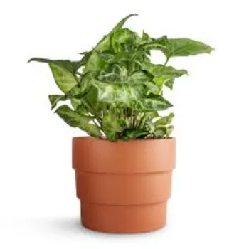 Natural Syngnoium 